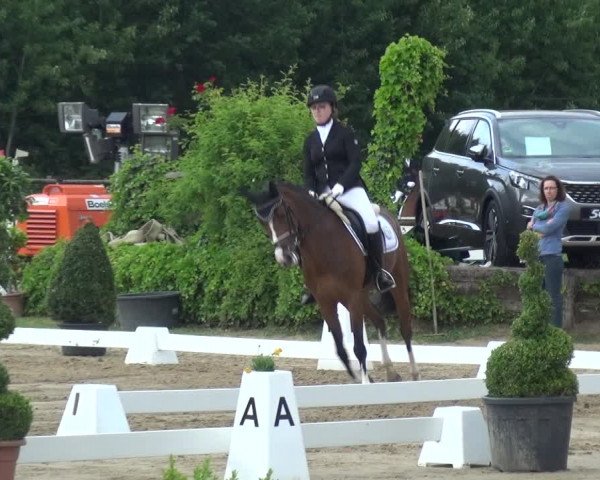 Reitturnier Frechen-Grefrath - Sonnenhof 2017