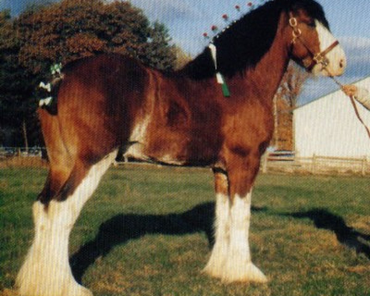 stallion Hillmoor Fusilier (Clydesdale, 1989, from Ayton Perfection)