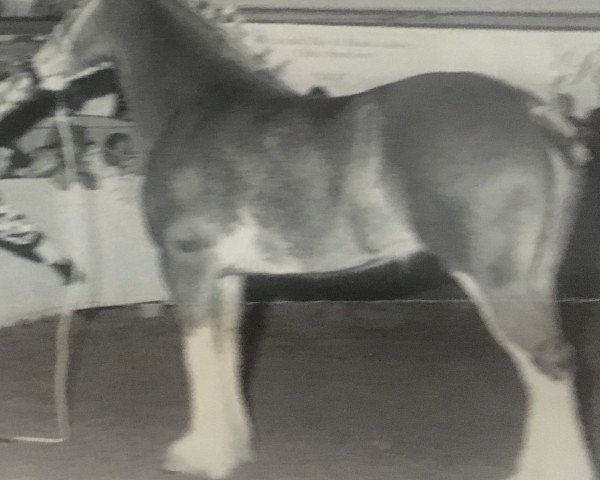 broodmare Thistle Ridge Eaton Julie (Clydesdale, 1992, from Hillmoor Fusilier)