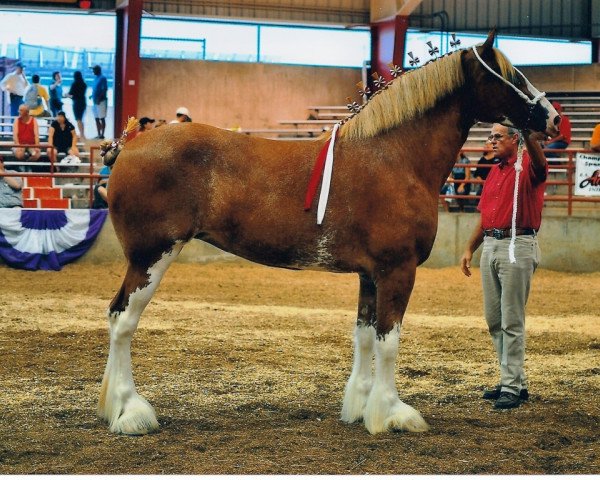 Zuchtstute 2S Omega's Golden Gem (Clydesdale, 2007, von Live Oak Omega)