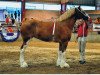 Zuchtstute 2S Omega's Golden Gem (Clydesdale, 2007, von Live Oak Omega)