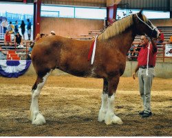 Zuchtstute 2S Omega's Golden Gem (Clydesdale, 2007, von Live Oak Omega)