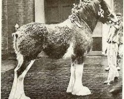 stallion Doura Excelsior (Clydesdale, 1964, from Salchrie Prince Philip)