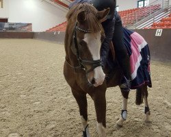 dressage horse Eloise 19 (German Riding Pony, 2005, from Eldorrado)