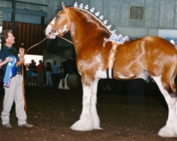 stallion Live Oak Omega (Clydesdale, 1994, from Ayton Perfection)