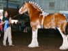 stallion Live Oak Omega (Clydesdale, 1994, from Ayton Perfection)