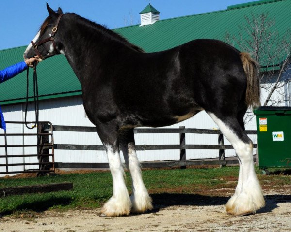 Zuchtstute 2S Omega's Elegant Encore (Clydesdale, 2005, von Live Oak Omega)