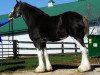 Zuchtstute 2S Omega's Elegant Encore (Clydesdale, 2005, von Live Oak Omega)