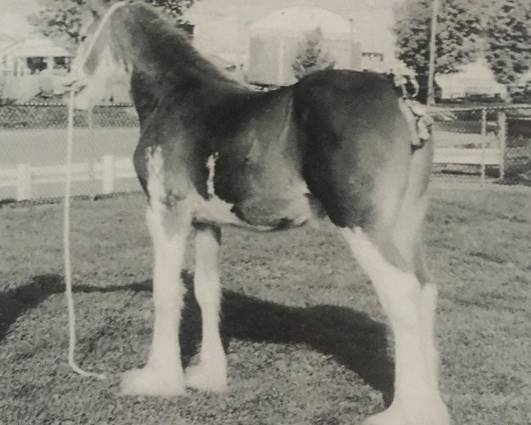 broodmare Charming Destiny of Trieste (Clydesdale, 1996, from Ayton Perfection)