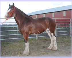 broodmare 2S Maxton's Perfect Fantasy (Clydesdale, 2006, from Maple Stone Stuart Maxton)