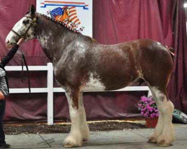 Pferd 2S Maxton's Mister Flash (Clydesdale, 2006, von Maple Stone Stuart Maxton)