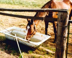 broodmare Roma-Dea (Rhinelander, 1984, from Romadour II)