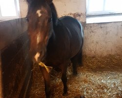 dressage horse Sancho 424 (Pony without race description, 1999)