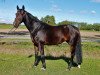 jumper Montendra (Hanoverian, 2009, from Monte Bellini)