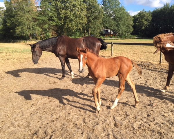 broodmare Love Me F Z (Zangersheide riding horse, 2018, from Levisto Z)