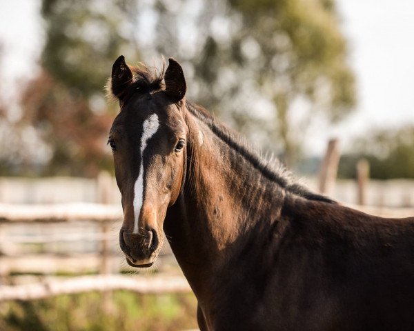 jumper Diolinoir Z (Zangersheide riding horse, 2018, from Dominator 2000 Z)