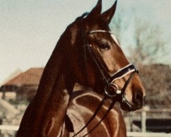 dressage horse Franka Kalanga (Hanoverian, 2015, from Fürstbischof)