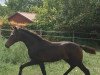 dressage horse Dhimahi (Hanoverian, 2018, from Dimagico)