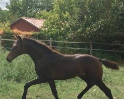 dressage horse Dhimahi (Hanoverian, 2018, from Dimagico)