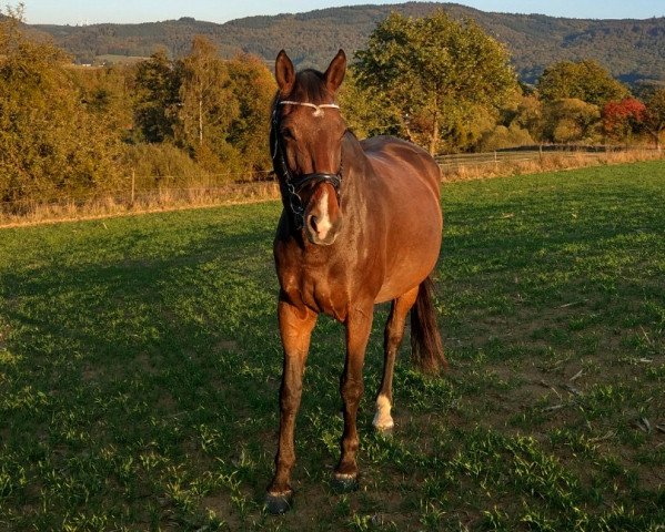 horse Lokavo (Hessian Warmblood, 2001, from Logarithmus)