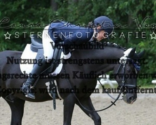 dressage horse Caro 101 (German Riding Pony, 2008, from Visconti)