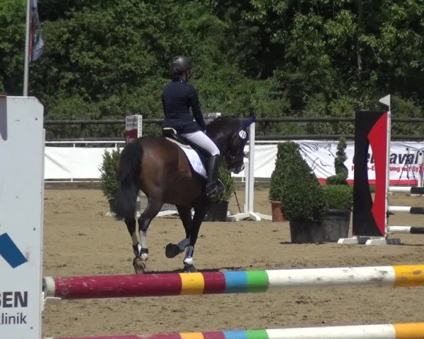 Reitturnier Frechen-Grefrath - Sonnenhof 2017
