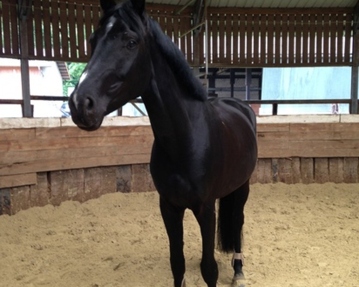 dressage horse Salt 'n' Pepper 2 (Westphalian, 2011, from Sunday)