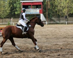 dressage horse Deliah 11 (Oldenburg, 2012, from Diatano)