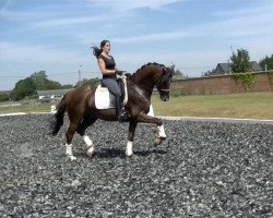 Pferd Golden Adventure (KWPN (Niederländisches Warmblut), 2011, von Krack C)