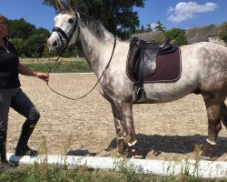 dressage horse Ohne Gleichen 6 (German Sport Horse, 2012, from Octavio)