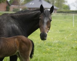 broodmare Attika (Oldenburg, 2001, from Atego)