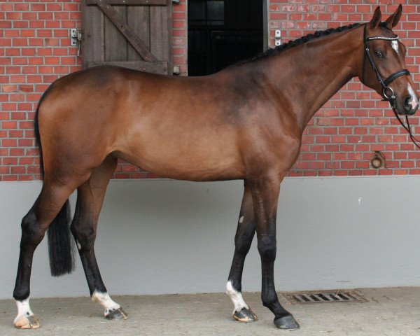 broodmare El Coriana (Holsteiner, 2012, from Chin Champ)