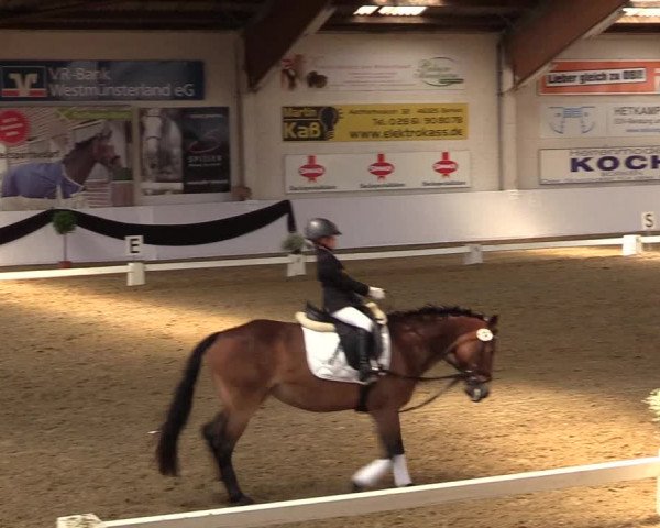 Reitturnier Borken 2017