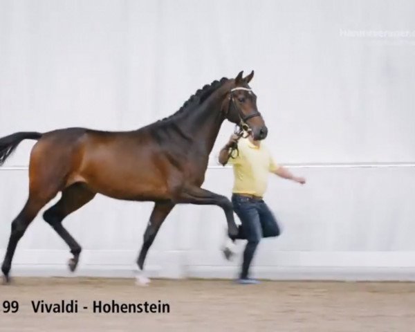 stallion Victoria´s Secret (Hanoverian, 2016, from Vivaldi)
