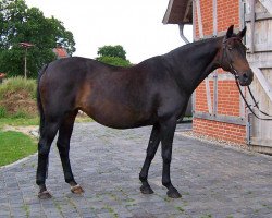 Pferd Diana (Edles Warmblut, 1986, von Dobrock)