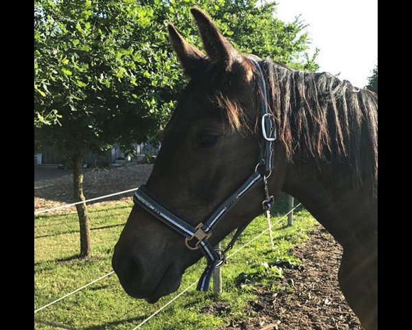 broodmare Kingsroad‘s Khaleesi (Holsteiner, 2017, from Kingsroad)