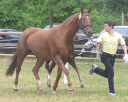 horse Fürstin Gloria (Hannoveraner, 2002, from Fürst Heinrich)