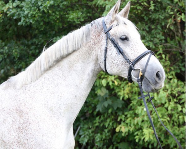 horse Bynnur (Shagya Arabian, 2011, from Batya)