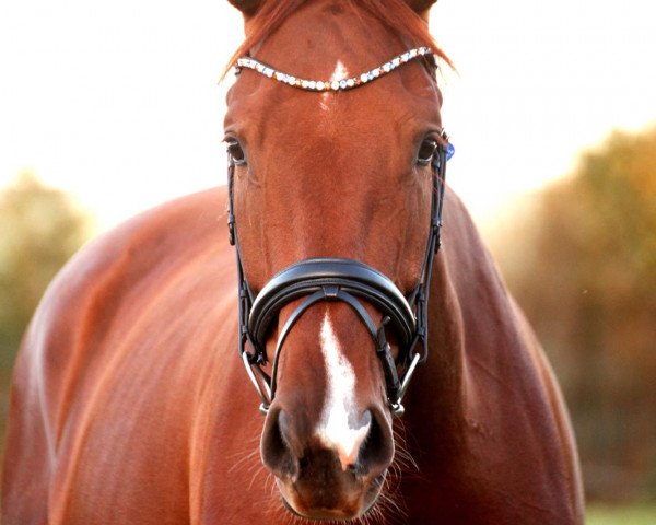 dressage horse Van Gogh (Westphalian, 2013, from Vitalis)