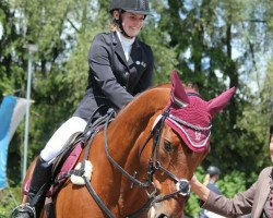 jumper Valentino 309 (KWPN (Royal Dutch Sporthorse), 2002, from Weltino)