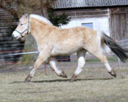 Pferd Stüv´s Imanto (Fjordpferd, 2014, von Illmo)