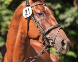 dressage horse Die Frieda (Hanoverian, 2013, from Don Frederico)