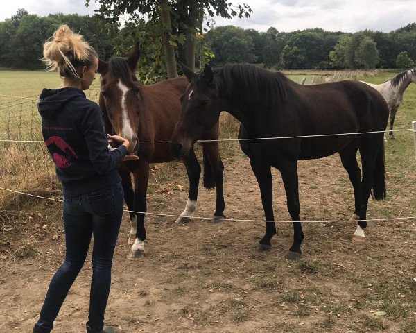 jumper Madley (German Sport Horse, 2004, from Carpe Noctem)