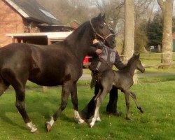 broodmare Donata (Hanoverian, 2001, from D'Olympic)