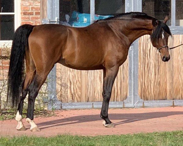 stallion CoF Mirajj ox (Arabian thoroughbred, 2014, from Marajj ox)