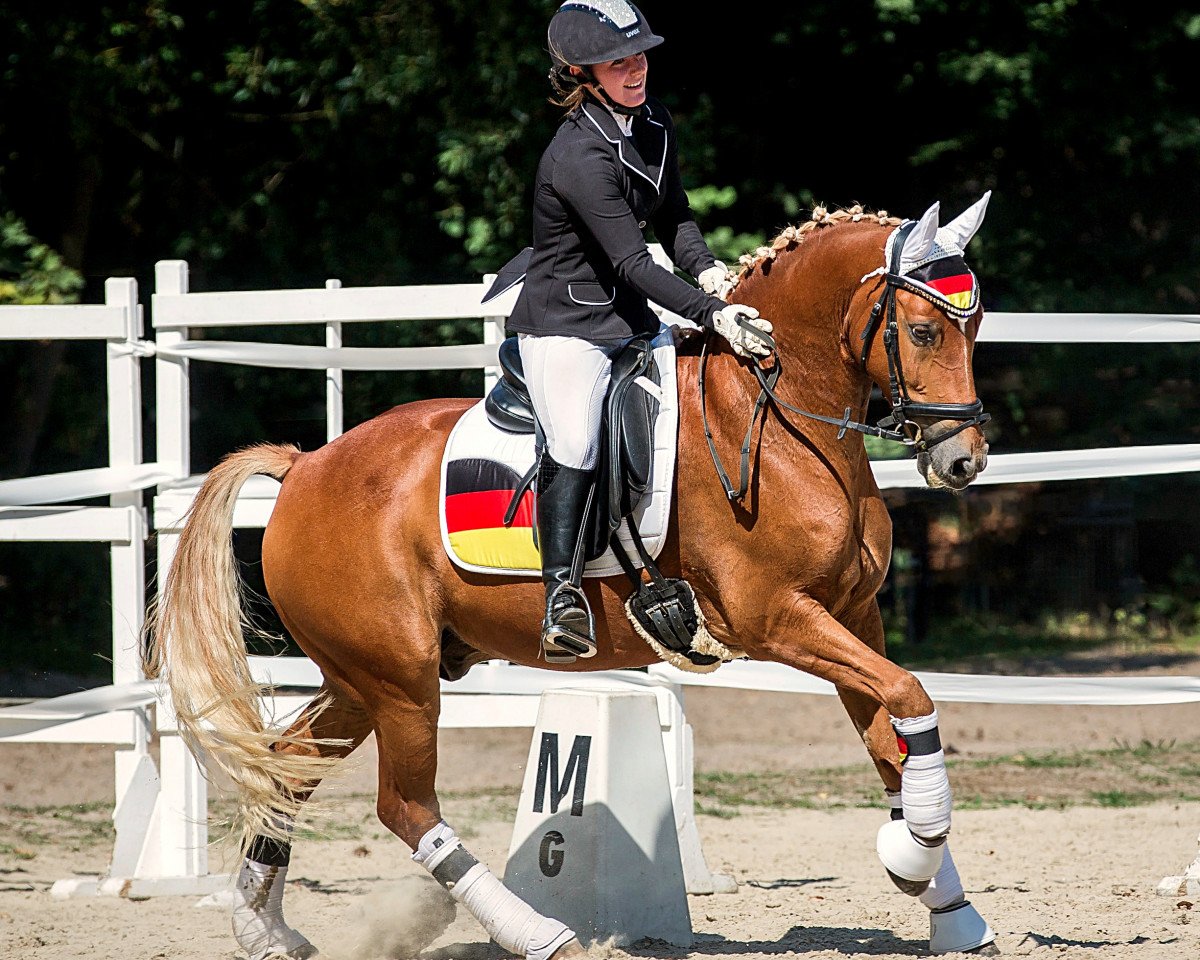 dressage horse Dumbledore 83 (German Riding Pony, 2011, from Donatelli)