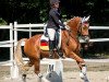 dressage horse Dumbledore 83 (German Riding Pony, 2011, from Donatelli)