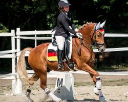 dressage horse Dumbledore 83 (German Riding Pony, 2011, from Donatelli)