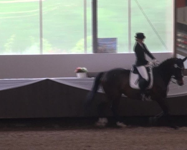 Reitturnier Bochum-Nord 2017