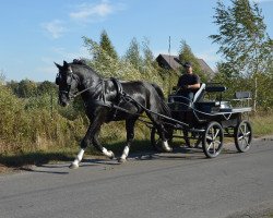 Pferd Diuk (Schweres Warmblut, 2015)